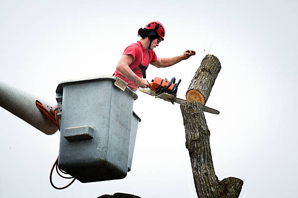 Best Leaf Removal  in Malvern, AR